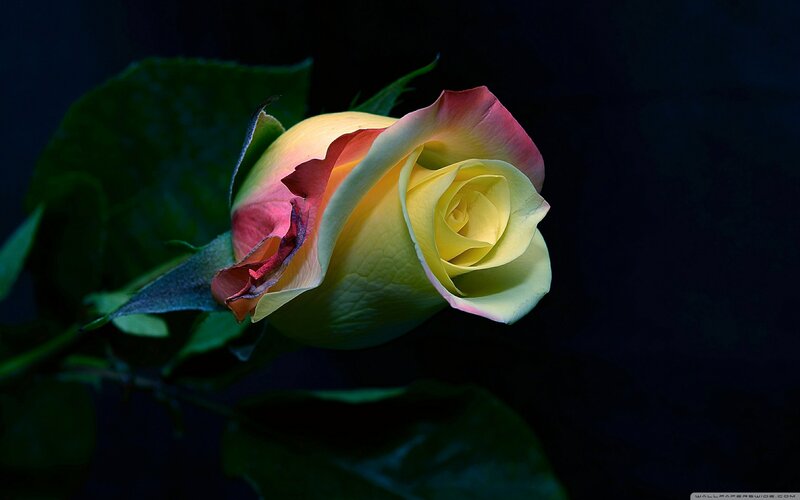 Yellow Rose Bud — Dramatic, Night