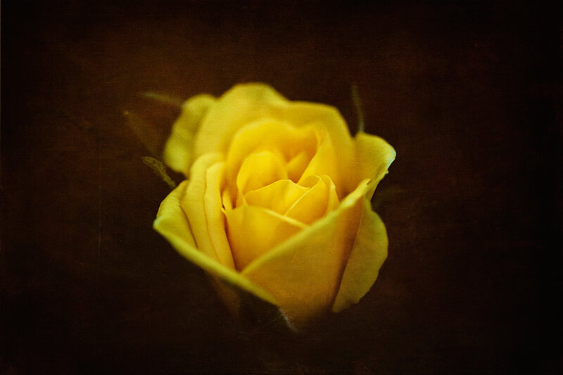 Yellow Rose Bud — Dramatic, Photograph, Dark Background