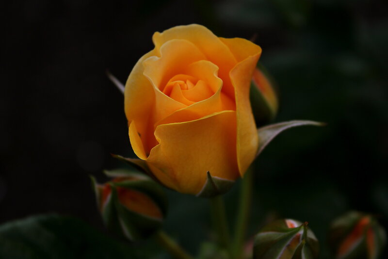 Yellow Rose Bud — Dramatic, Photograph, Stem