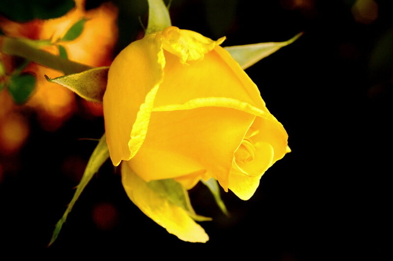 Yellow Rose Bud — Dramatic, Photograph