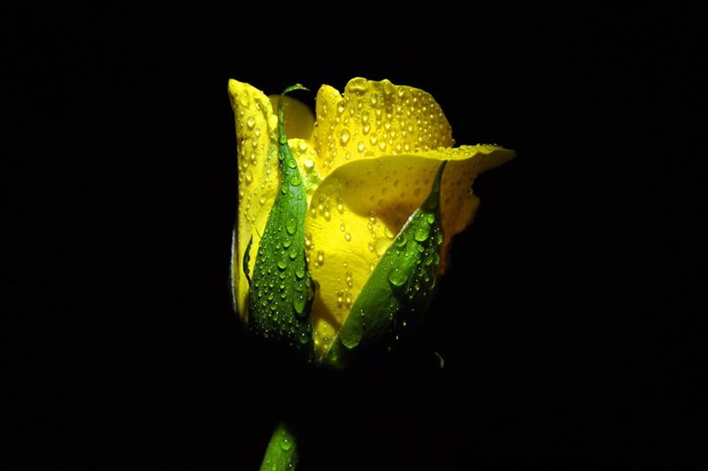 Yellow Rose Bud — Dramatic, Photograph, Water Droplets