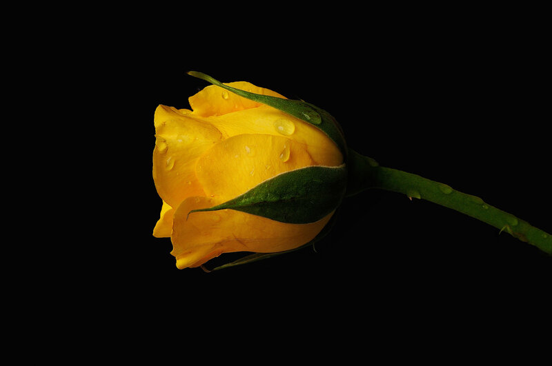 Yellow Rose Bud — Dramatic