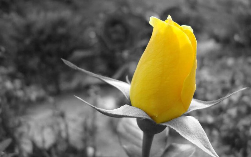 yellow rose bud in black and white