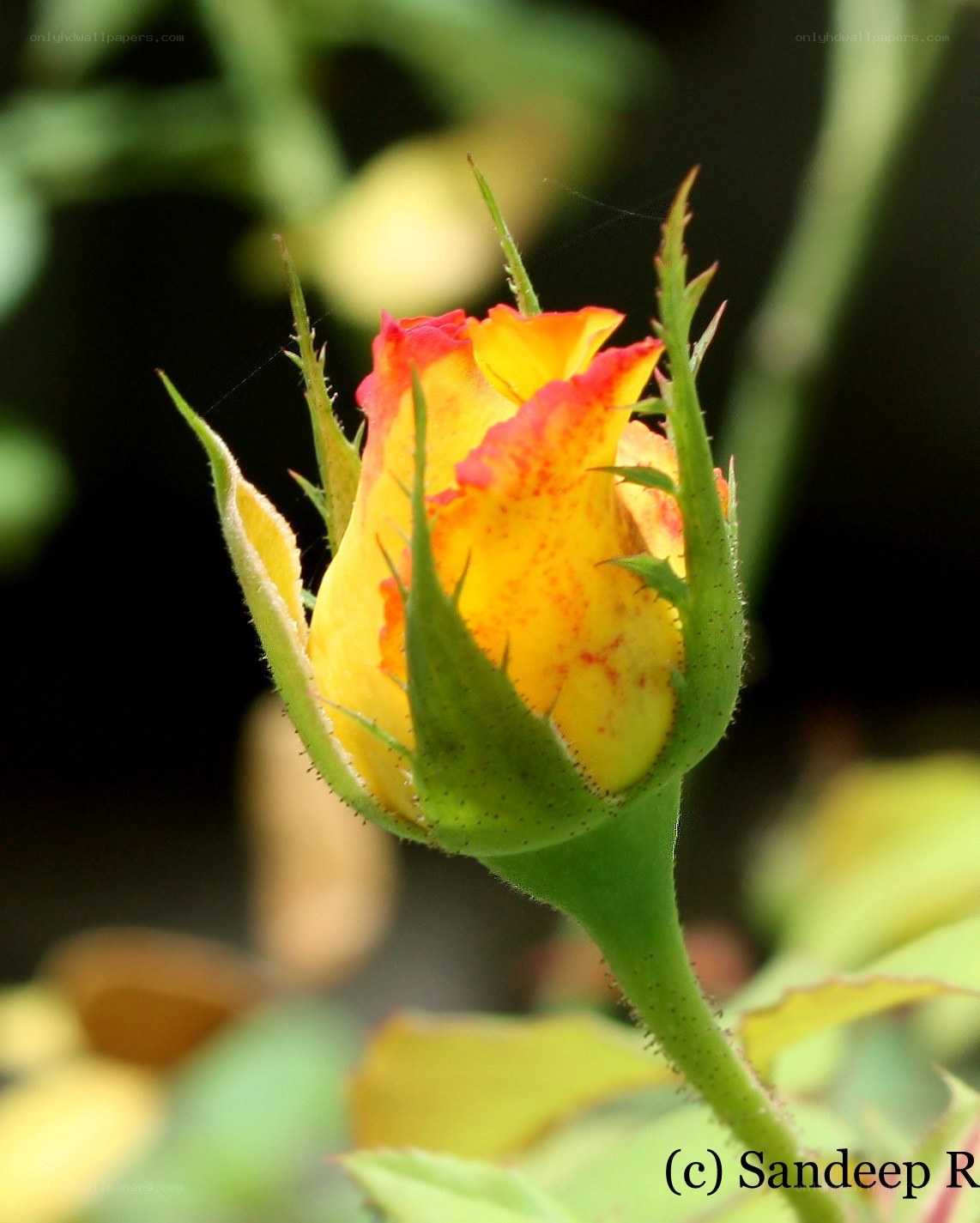 yellow rose bud in bloom