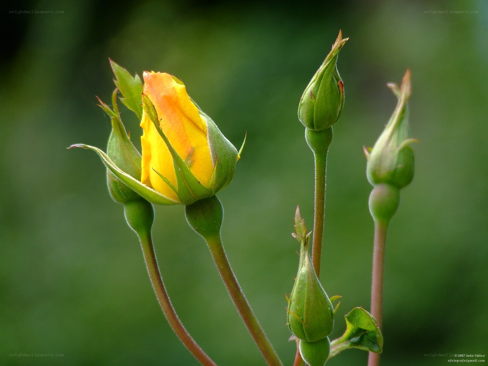 Yellow rose bud in bloom