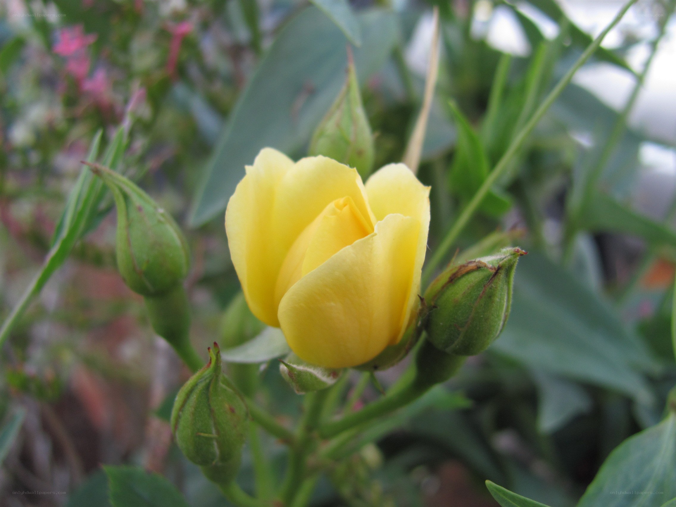 yellow rose bud in bloom