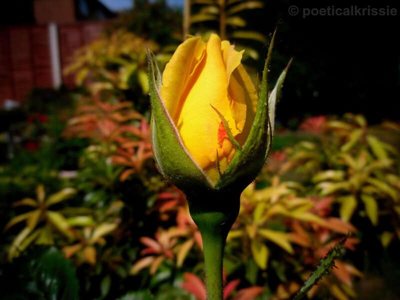 yellow rose bud in garden