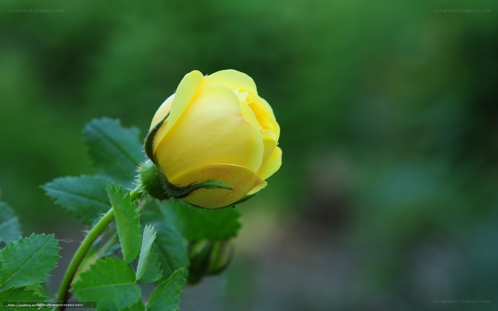 Yellow rose bud in garden