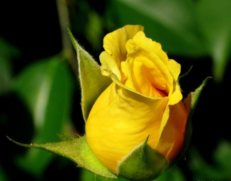 yellow rose bud in sunlight