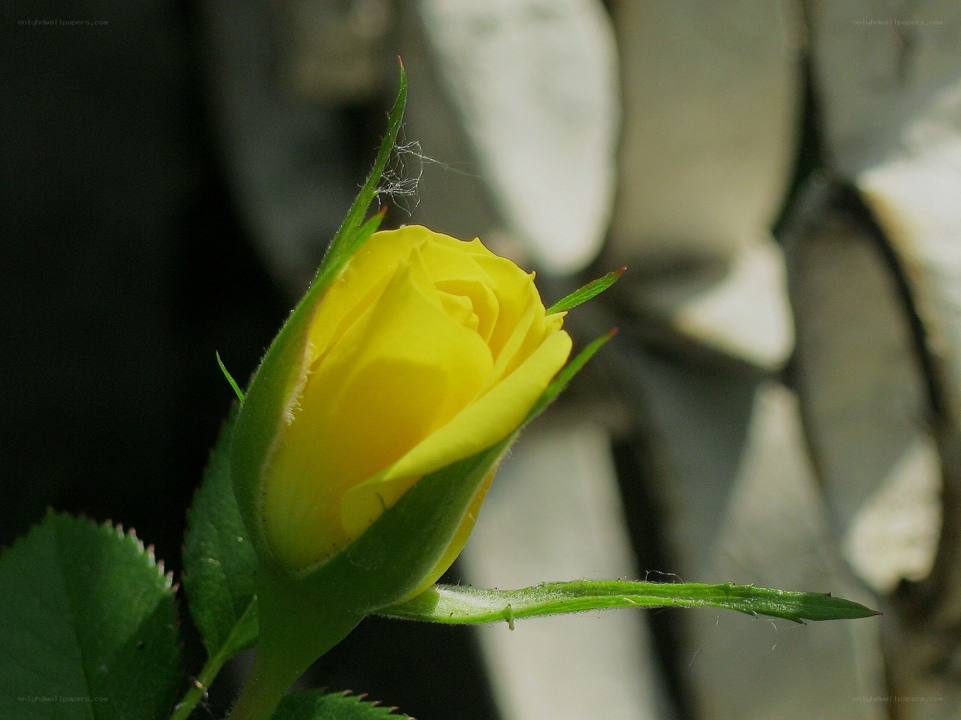 Yellow rose bud in sunlight