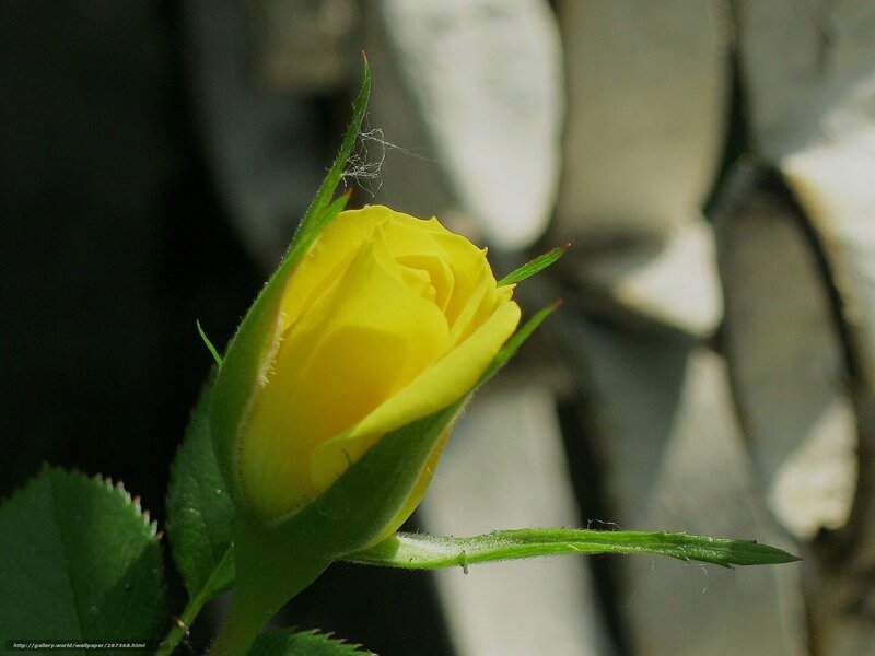 Yellow Rose Bud — Serene, Afternoon, Photograph, Green Leaves