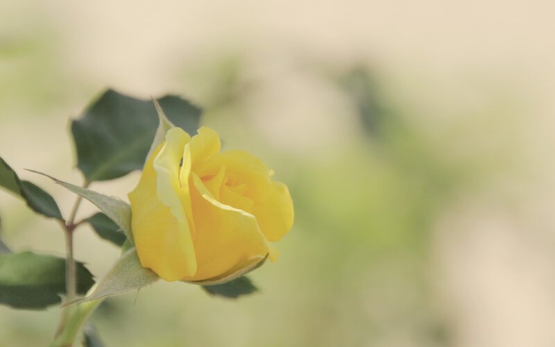 Yellow Rose Bud — Serene, Afternoon, Photograph, Leaf