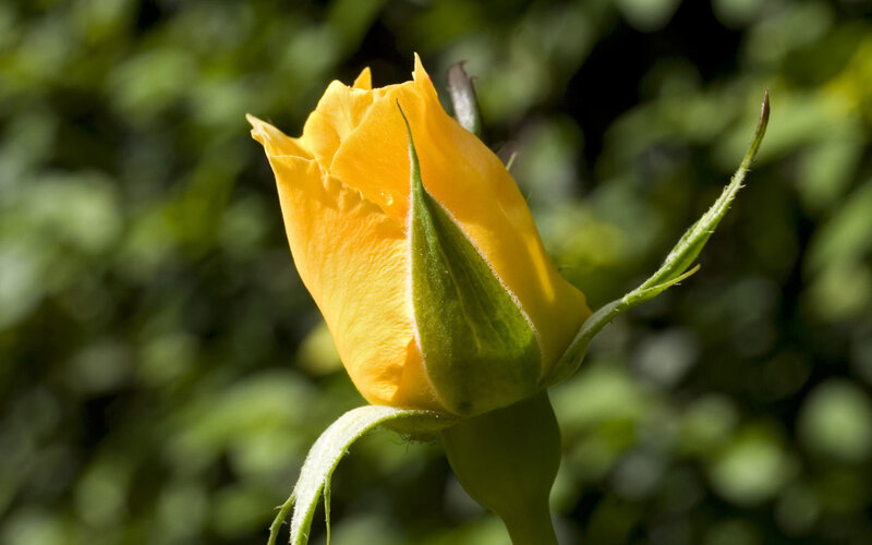 Yellow Rose Bud — Serene, Afternoon