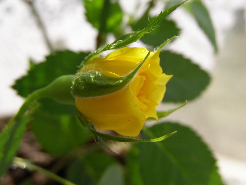 Yellow Rose Bud — Serene, Morning