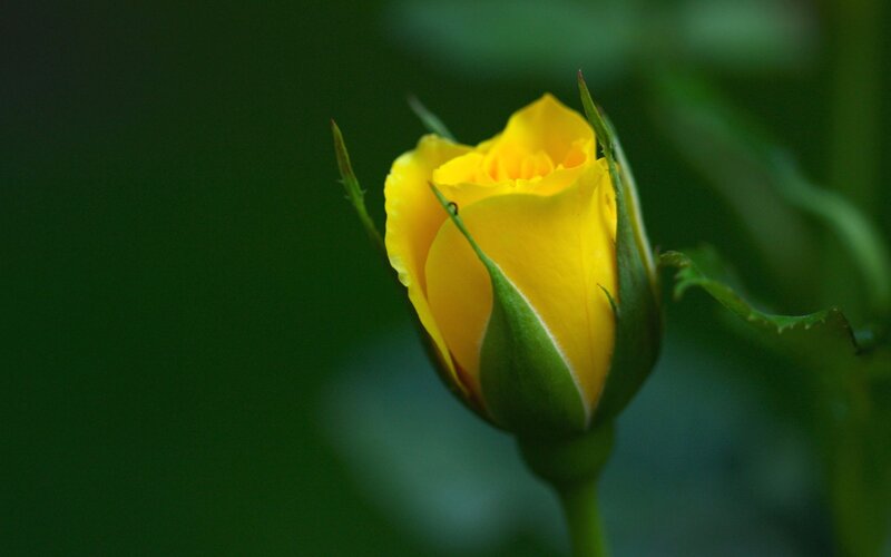 Yellow Rose Bud — Serene, Photograph, Green Leaves, Stem, Green