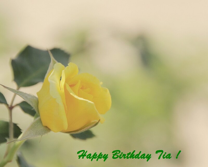 Yellow Rose Bud — Serene, Photograph, Leaf