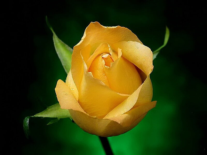 Yellow Rose Bud — Serene, Photograph, Petals, Leaf