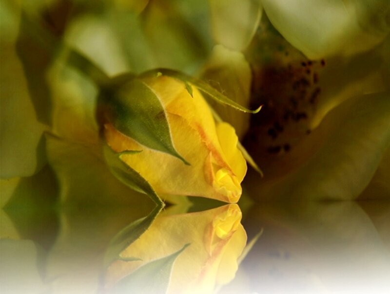 Yellow Rose Bud — Serene, Photograph, Petals