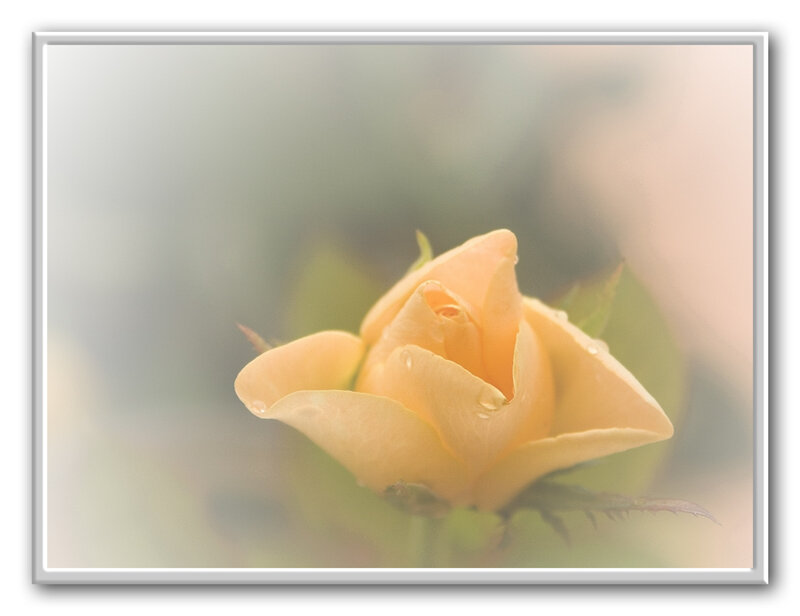 Yellow Rose Bud — Serene, Photograph