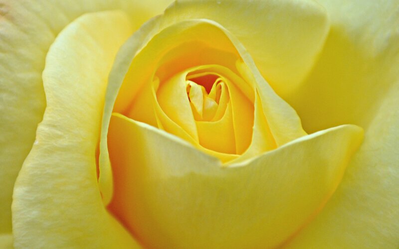 Yellow Rose Bud — Serene
