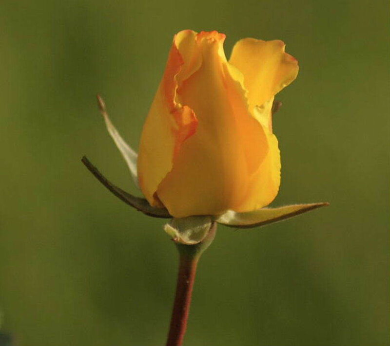 yellow rose bud