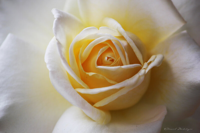 Yellow Rose Bud — White