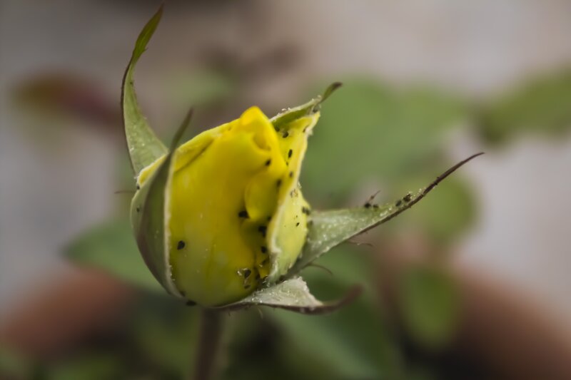 yellow rose bud with aphids