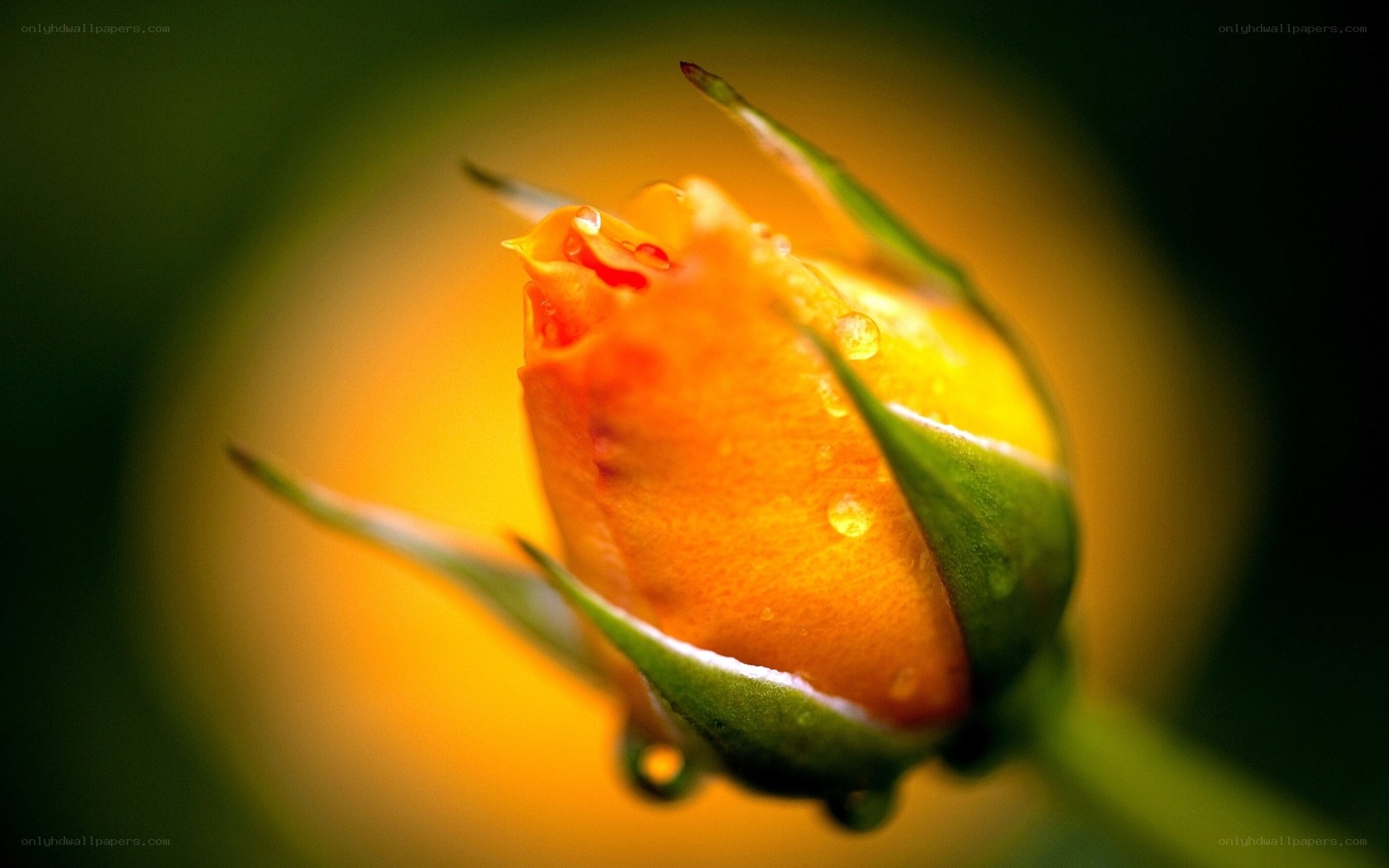 yellow rose bud with dew