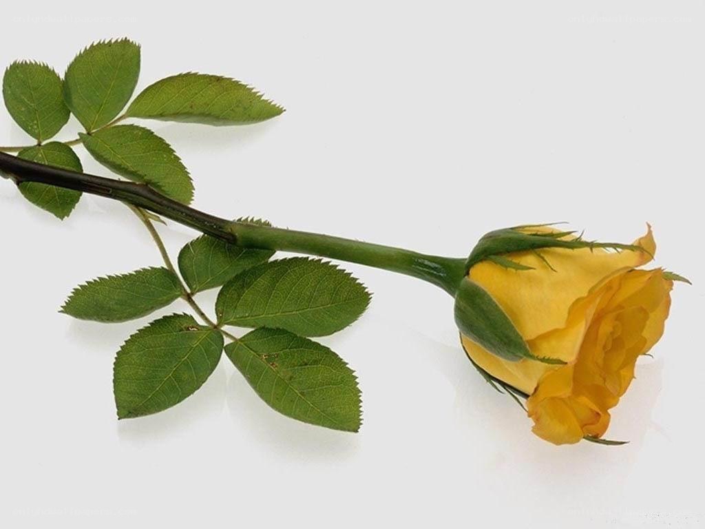 yellow rose bud with leaves