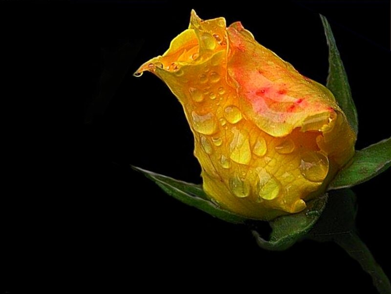 Yellow rose bud with water droplets