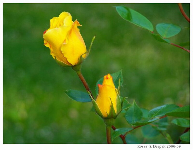 Yellow Rose Buds — Serene