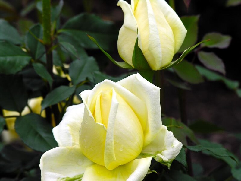Yellow Rose Buds