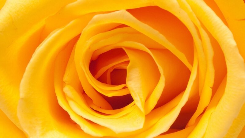 Yellow Rose Center — Calm, Photograph