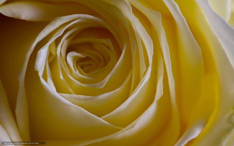 Yellow Rose Center — Serene