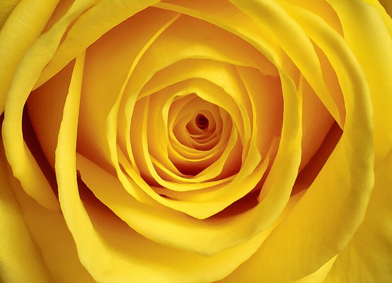 Yellow Rose Center