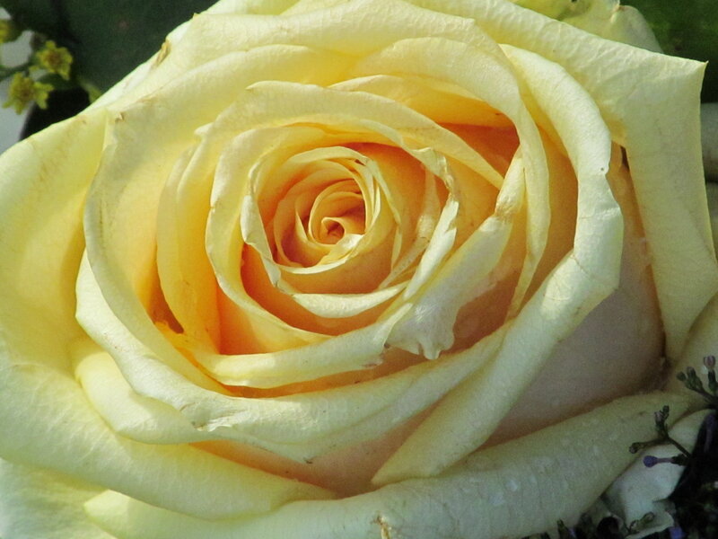 Yellow Rose Close-up — Calm, Afternoon, Photograph