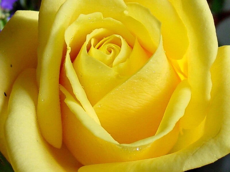 Yellow Rose Close-up — Calm, Afternoon