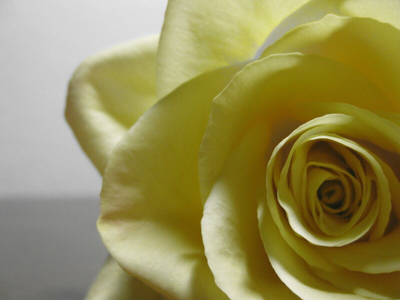 Yellow Rose Close-up — Calm, Photograph, Petals, Background