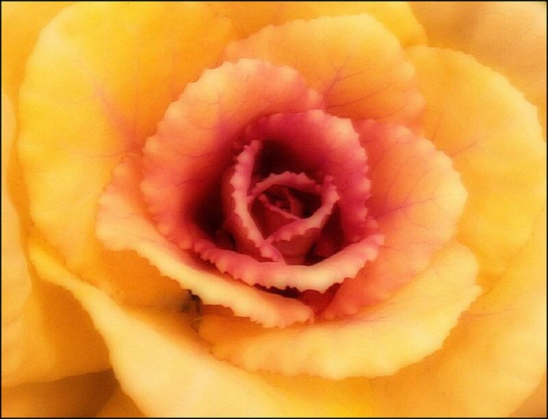 Yellow Rose Close-up — Calm, Photograph, Petals