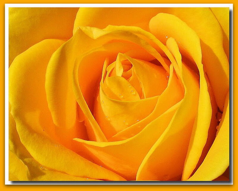 Yellow Rose Close-up — Calm, Photograph, Petals, Water Droplets