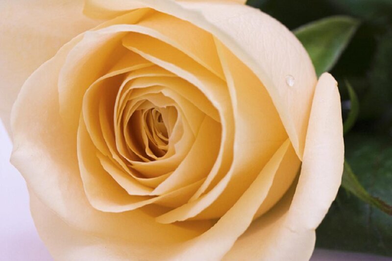 Yellow Rose Close-up — Calm, Photograph