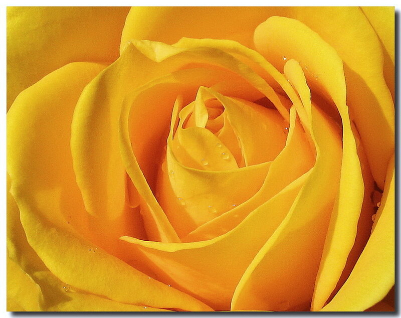 Yellow Rose Close-up — Calm