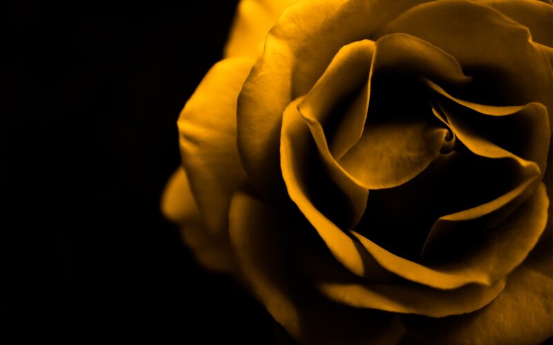 Yellow Rose Close-up — Dramatic, Photograph, Petals