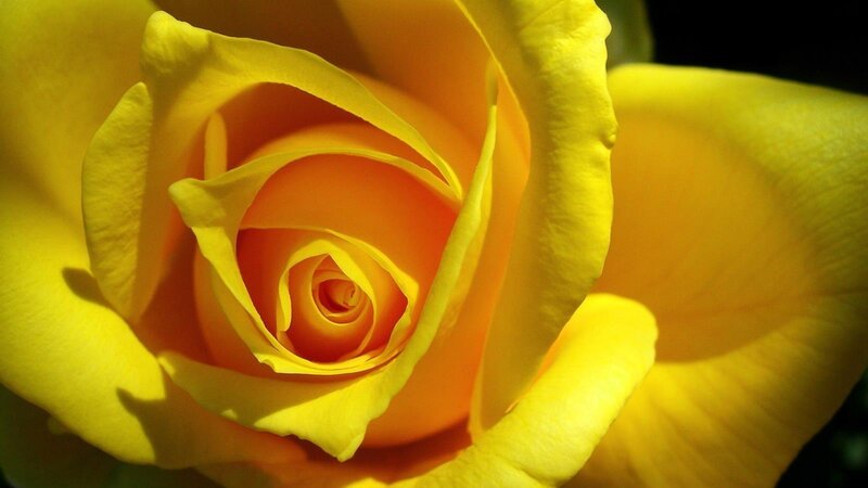Yellow Rose Close-up — Dramatic, Photograph
