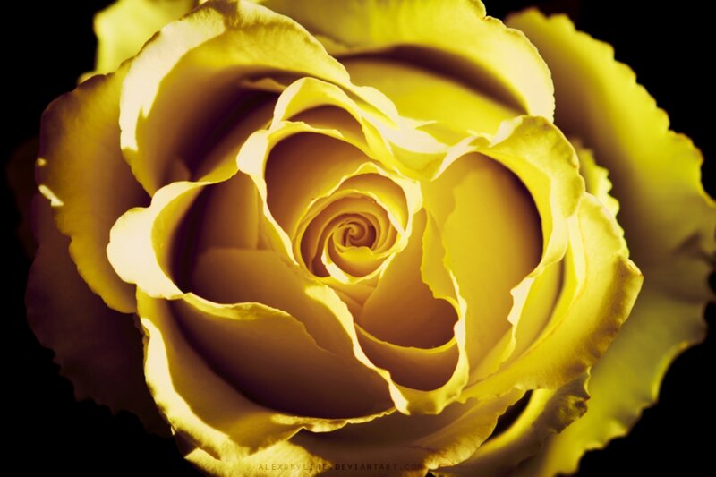 Yellow Rose Close-up — Dramatic