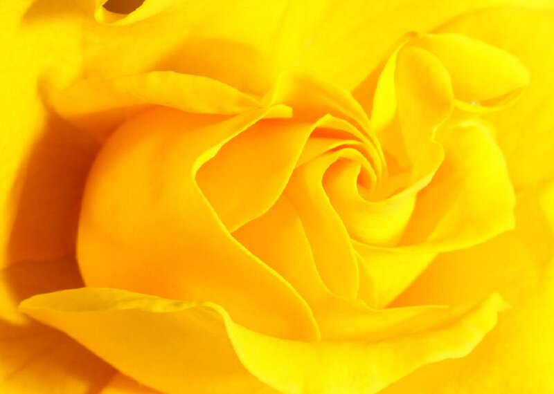 Yellow Rose Close-up — Serene, Photograph, Petals