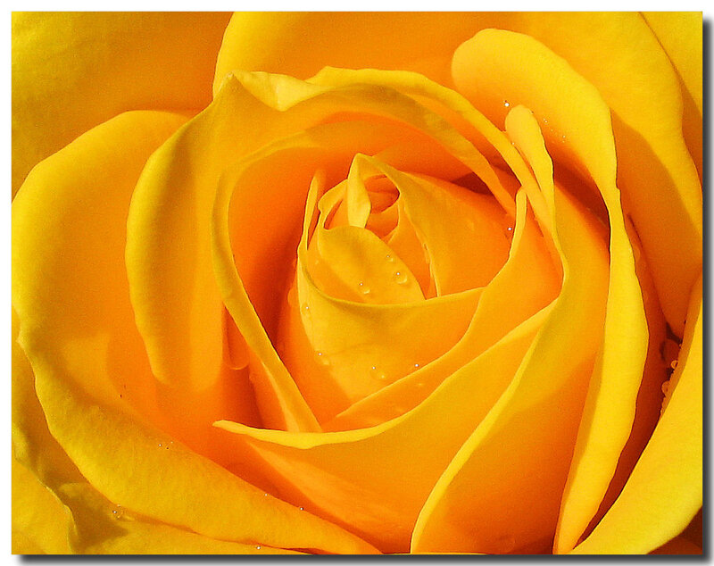Yellow Rose Close-up — Serene, Photograph, Petals, Water Droplets