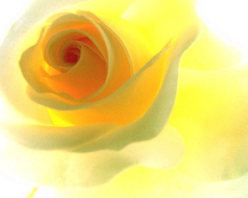 Yellow Rose Close-up — Serene, Photograph