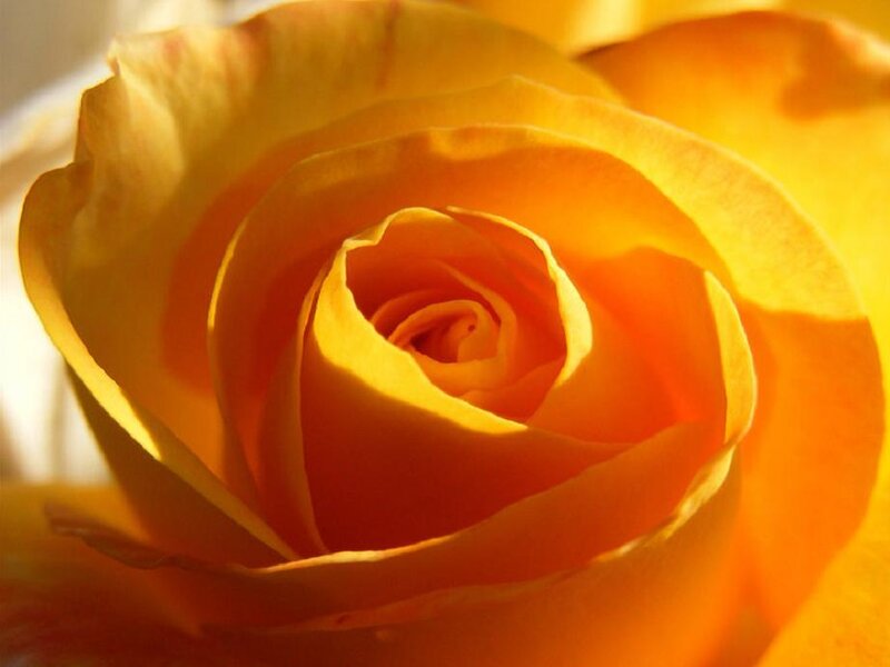 Yellow Rose Close-up — Serene, Sunset