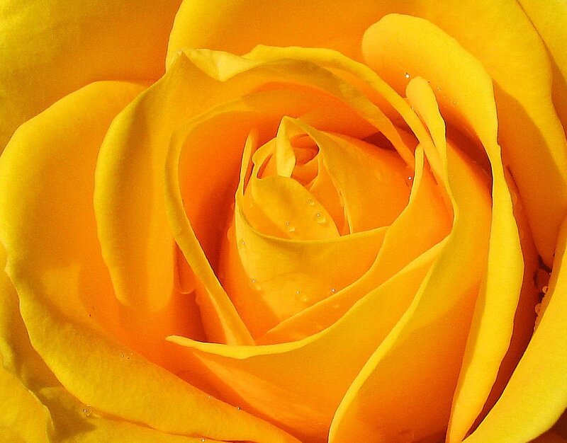Yellow Rose Close-up — Serene